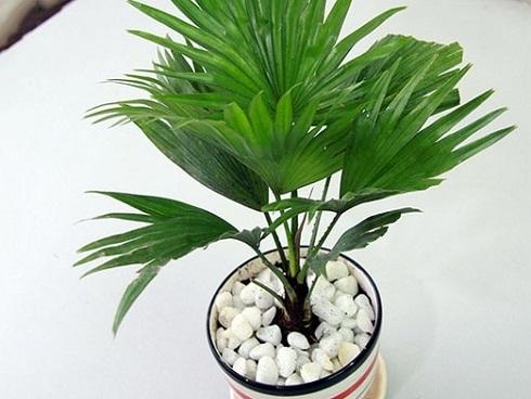 Mùa mưa chắc chắn phải trồng 8 loại cây hút ẩm, diệt nấm mốc này trong nhà