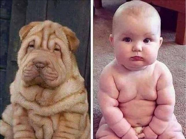 Clip hài: Khỉ suốt ngày đi theo gà để chăm bẵm, ấp iu-1