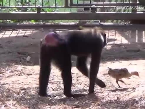 Clip hài: Khỉ suốt ngày đi theo gà để chăm bẵm, ấp iu