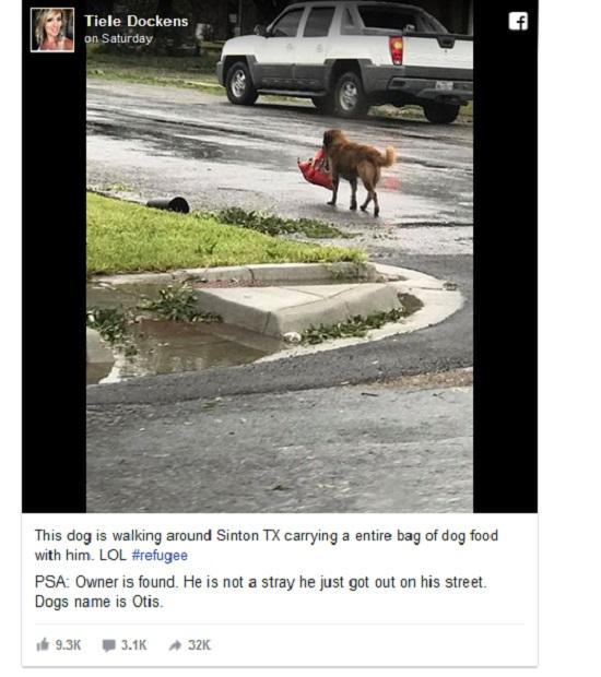 Chú chó có khả năng tiên tri gây sốt mạng xã hội-1