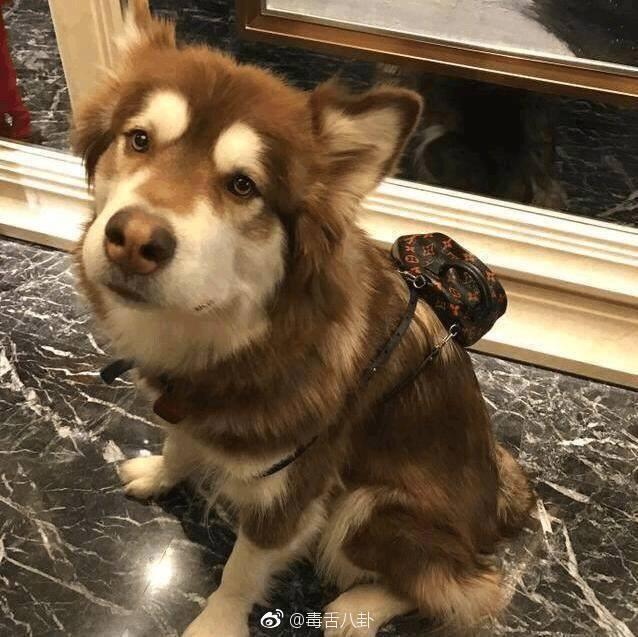 Vương Tư Thông gây shock khi tặng quà hàng hiệu cho thú cưng ngày lễ Tình nhân-2