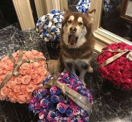 Vương Tư Thông gây shock khi tặng quà hàng hiệu cho thú cưng ngày lễ Tình nhân-3