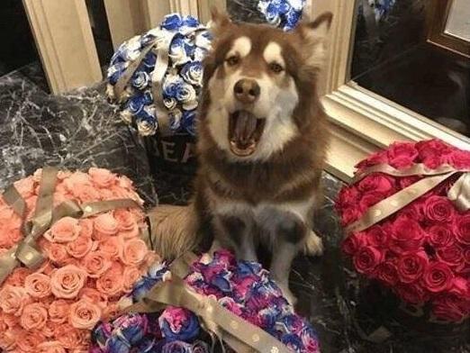 Vương Tư Thông gây shock khi tặng quà hàng hiệu cho thú cưng ngày lễ Tình nhân