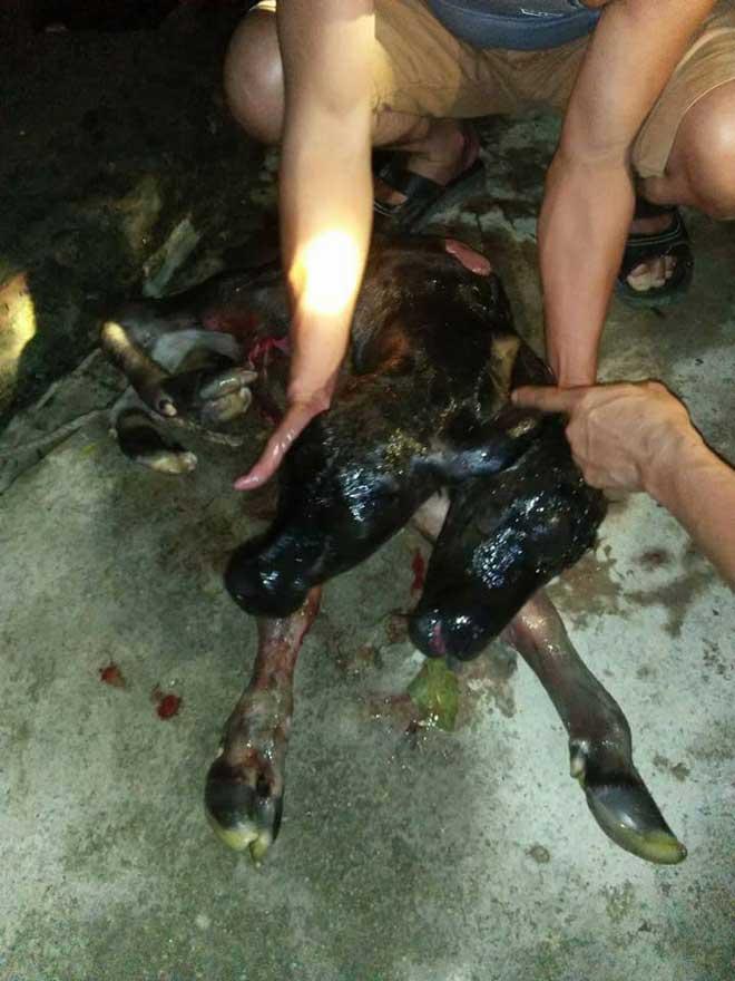 Kỳ quái bê 2 đầu ở Nghệ An, người dân sợ hãi đem chôn-1