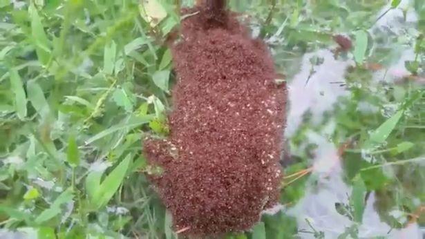 Bí ẩn vật thể lạ trôi nổi xuất hiện trong bão Harvey ở Mỹ-3