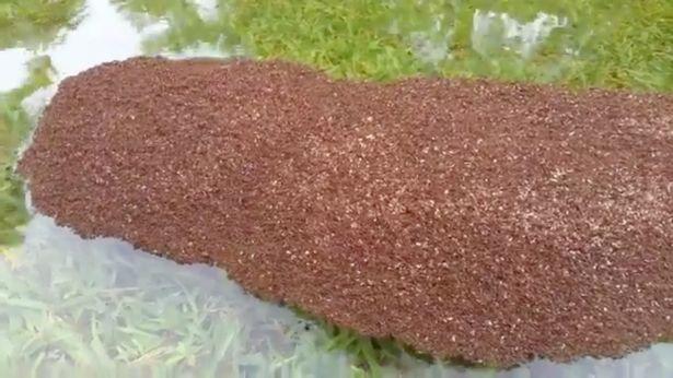 Bí ẩn vật thể lạ trôi nổi xuất hiện trong bão Harvey ở Mỹ-4