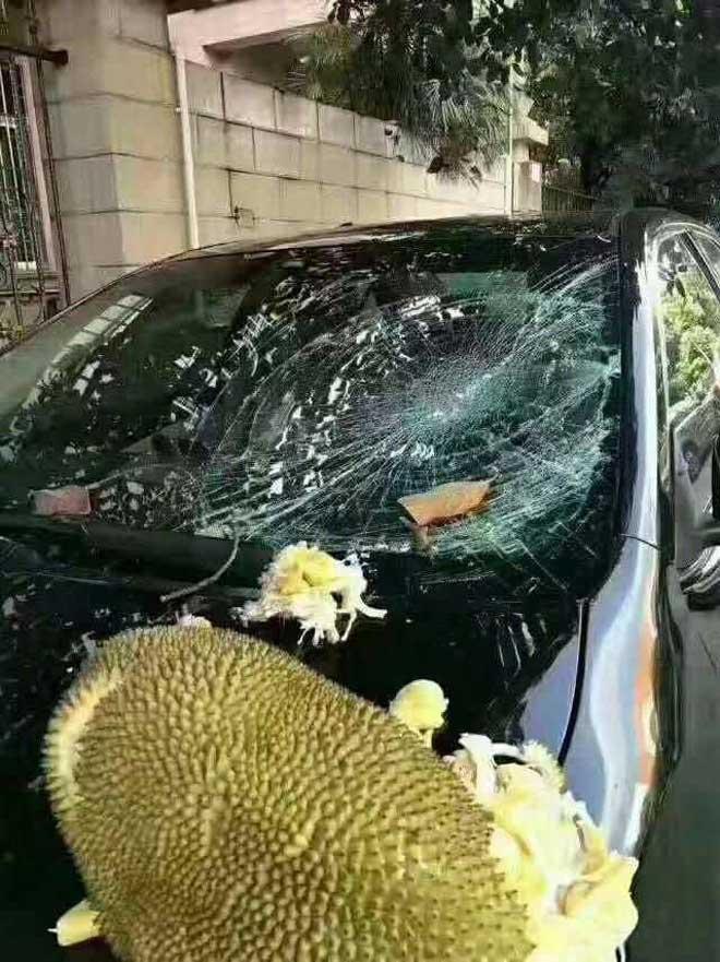 Thanh niên cười ra nước mắt vì đậu xế hộp bên cây mít-1