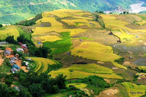 Y Tý gợi tình mùa lúa sóng sánh ánh vàng-1