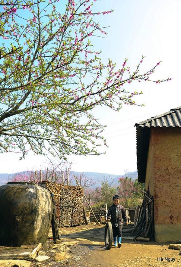 Y Tý gợi tình mùa lúa sóng sánh ánh vàng-3