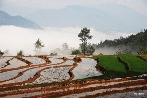 Y Tý gợi tình mùa lúa sóng sánh ánh vàng-6