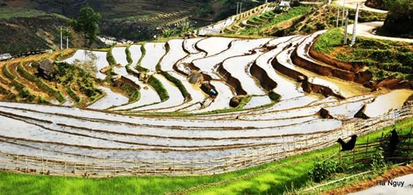 Y Tý gợi tình mùa lúa sóng sánh ánh vàng-7