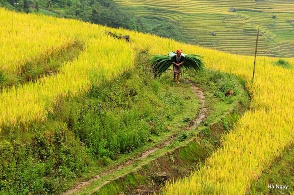 Y Tý gợi tình mùa lúa sóng sánh ánh vàng-9