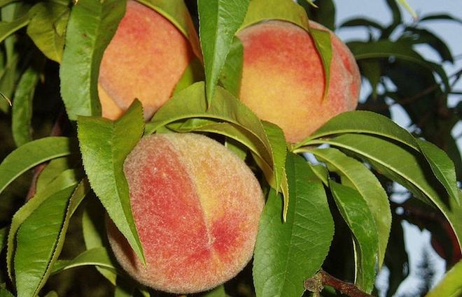 Lang thang Lạng Sơn tìm ăn những món ngon của núi rừng-7