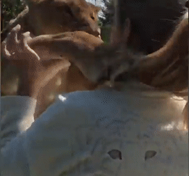 Hai chú sư tử mừng rỡ, ôm chầm người chăm sóc mình gây bão mạng-2