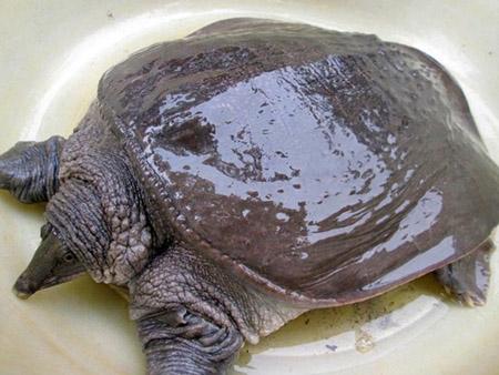 Khi môi trường ô nhiễm - Ăn gì để phòng bệnh?-2