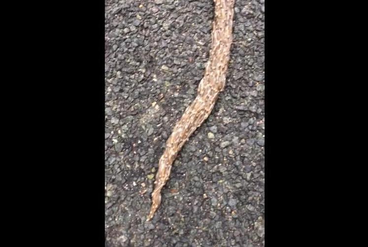 Video: Sinh vật khổng lồ bí ẩn gớm ghiếc bò sang đường-1