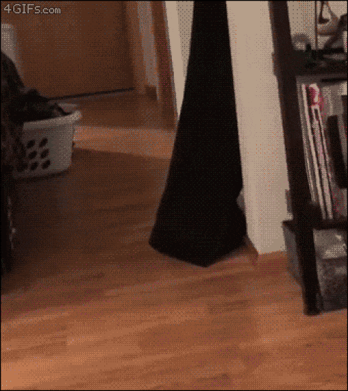 Ảnh động: Lũ mèo này tiến hóa thật rồi-5