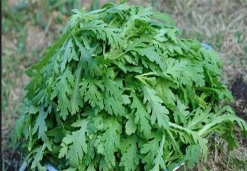 Cách ăn rau cải cúc cực tốt cho sức khỏe bạn nên biết-2