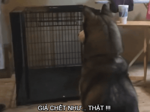 Cười không 'nhặt được miệng' khi thú cưng... giả chết
