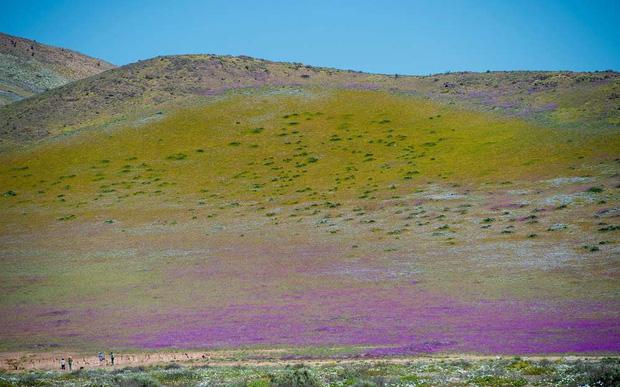 Nhìn tưởng là rừng hoa nhưng khi biết sự thật chắc chắn bạn sẽ cực ngỡ ngàng-2