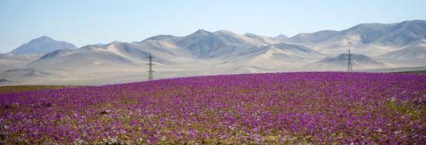 Nhìn tưởng là rừng hoa nhưng khi biết sự thật chắc chắn bạn sẽ cực ngỡ ngàng-3