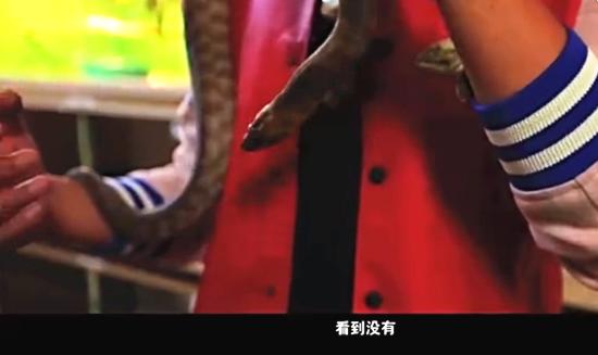 Thú nuôi kỳ dị của sao Hoa ngữ: Trần Kiều Ân mê tằm, Tạ Đình Phong nghiện thằn lằn-3