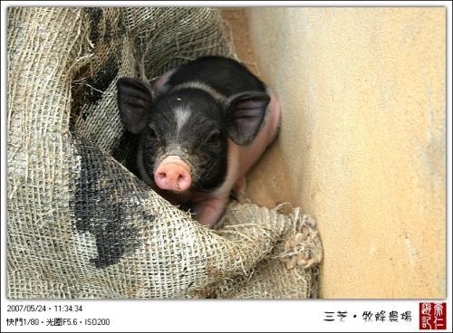 Thú nuôi kỳ dị của sao Hoa ngữ: Trần Kiều Ân mê tằm, Tạ Đình Phong nghiện thằn lằn-10