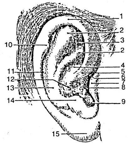 Nếu thấy mình lận đận tình duyên, hãy xem có vướng nét tướng nào không tốt dưới đây-3