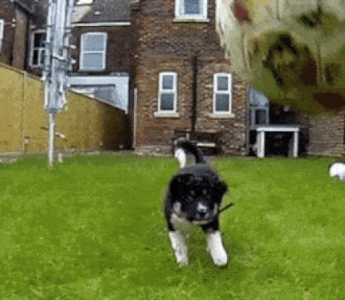 Ảnh động: Những pha sấp mặt của lũ chó vụng về-3