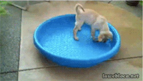 Ảnh động: Những pha sấp mặt của lũ chó vụng về-5