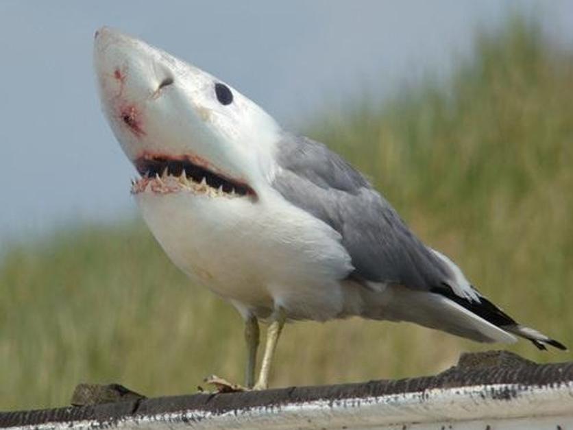 Clip hài: Học ngay bí kíp tán gái, đảm bảo đã cưa là chỉ có đổ-2