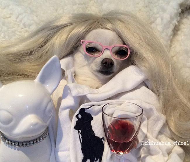 Những chú cún đỏng đảnh hơn cả chủ nhân-1