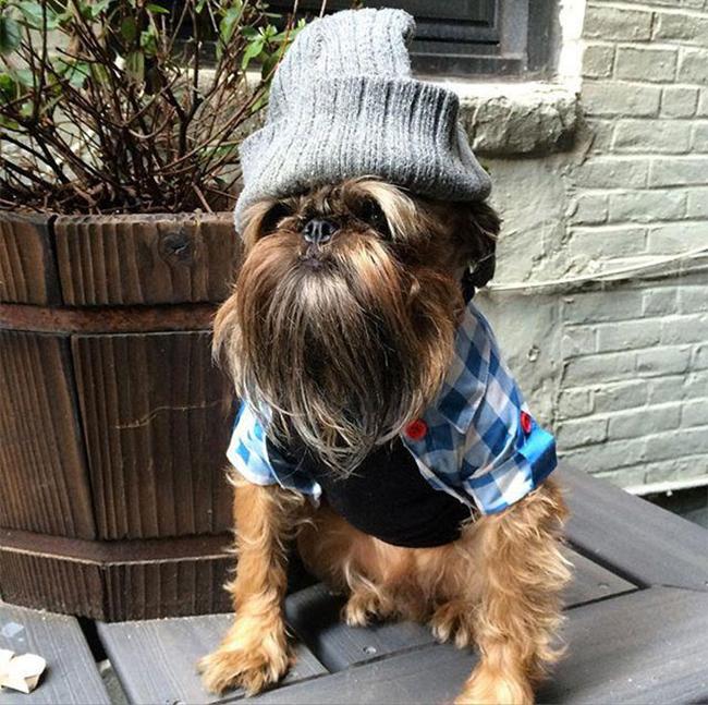 Những chú cún đỏng đảnh hơn cả chủ nhân-2