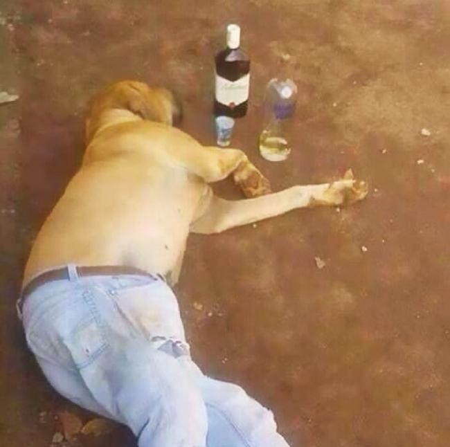 Những chú cún đỏng đảnh hơn cả chủ nhân-3