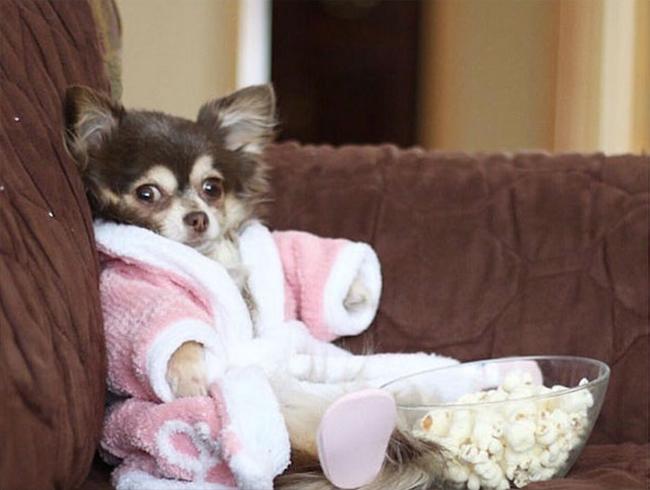 Những chú cún đỏng đảnh hơn cả chủ nhân-5