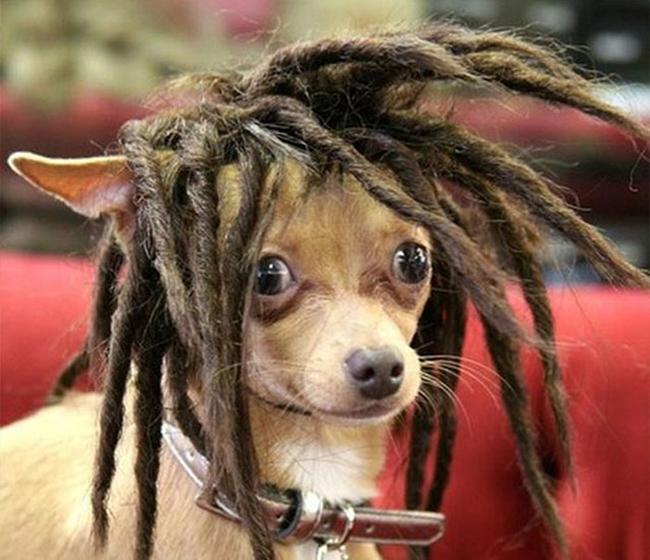 Những chú cún đỏng đảnh hơn cả chủ nhân-6