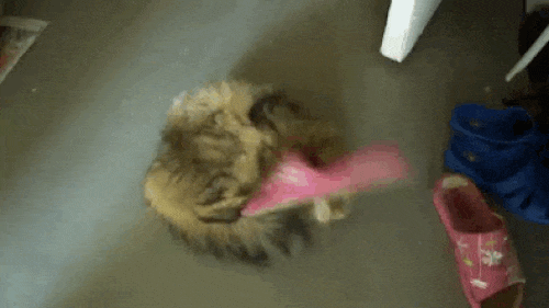 Ảnh động: Khoảnh khắc rơi não của động vật-1