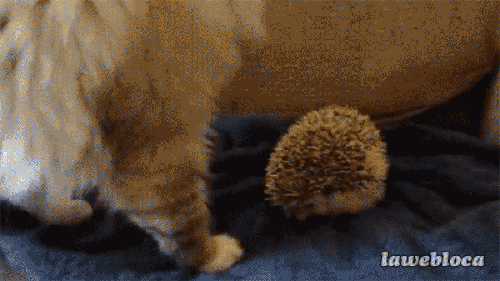 Ảnh động: Khoảnh khắc rơi não của động vật-2