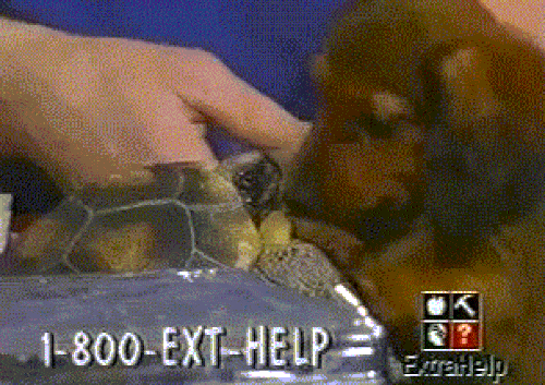 Ảnh động: Khoảnh khắc rơi não của động vật-3