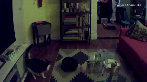 Clip: Lạnh gáy với hành động kỳ quặc của mèo, đồ đạc trong nhà tự xê dịch-2