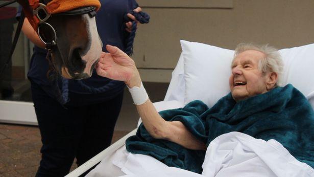 Khoảnh khắc cụ ông cho ngựa ăn lần cuối trước khi qua đời gây xúc động-3