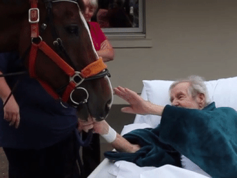 Video: Xót xa nhìn chú mèo bất lực bới mộ ông chủ vừa được chôn cất-5