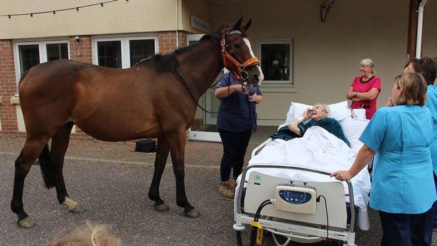 Khoảnh khắc cụ ông cho ngựa ăn lần cuối trước khi qua đời gây xúc động-2