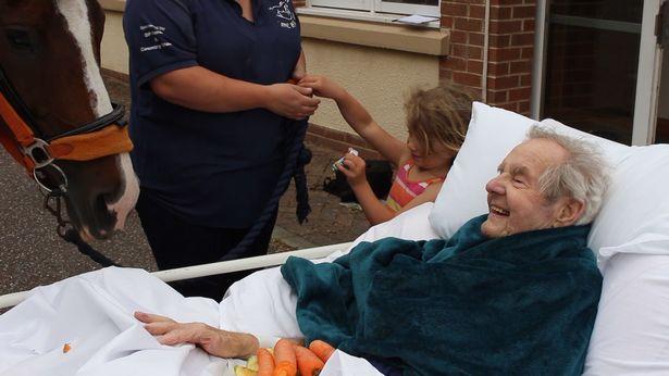 Khoảnh khắc cụ ông cho ngựa ăn lần cuối trước khi qua đời gây xúc động-4