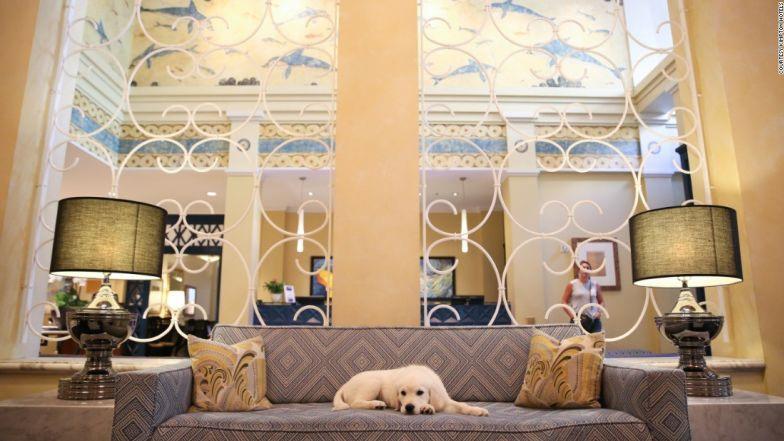 Những khách sạn dành cho người yêu động vật-1