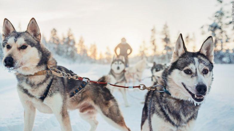 Những khách sạn dành cho người yêu động vật-2