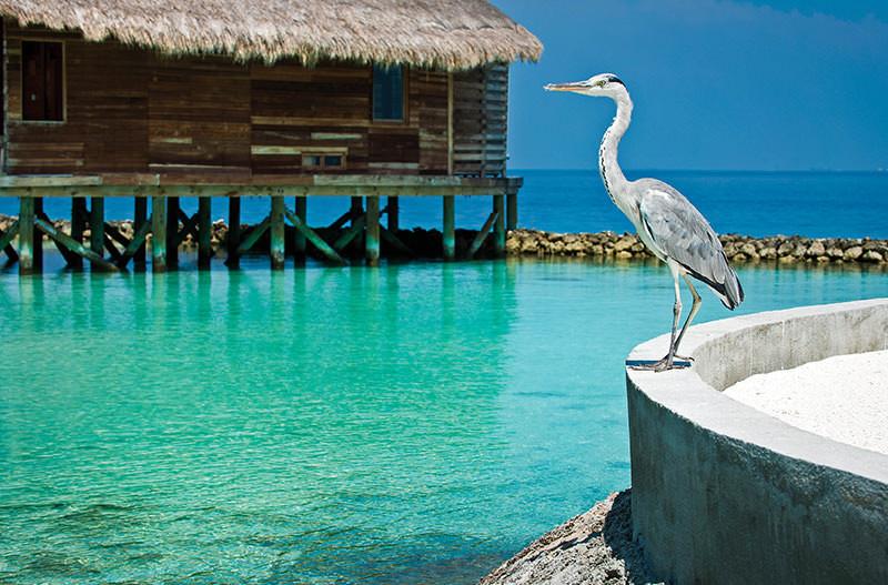 Những khách sạn dành cho người yêu động vật-7