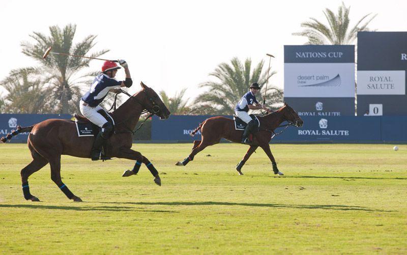 Những khách sạn dành cho người yêu động vật-8