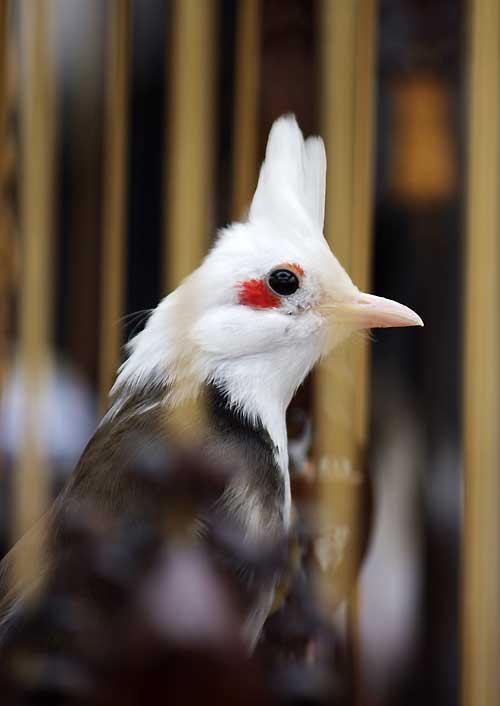 Cận cảnh bộ sưu tập lồng chim đắt đỏ giá 10 tỷ đồng của đại gia Việt | Báo  Dân trí