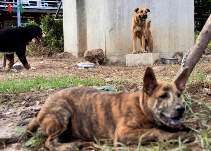Ảnh: Chó nuôi tung hoành phố phường Hà Nội trước luật cấm mới-1